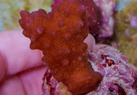 Pocillopora Danae Pink (Frag) M