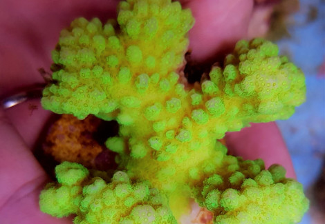 Pocillopora Verrucosa Yellow-Green (Frag) M