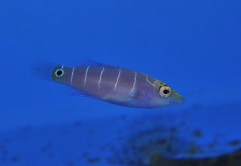 Pseudocheilinus Ocellatus (Micronesia) M