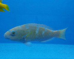 Scarus Ghobban Ml