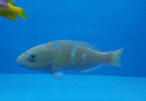 Scarus Ghobban Ml
