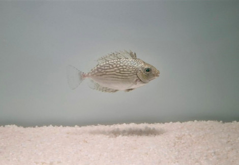 Siganus Javus M