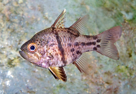 Sphaeramia Orbicularis M