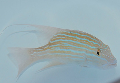 Symphorus Nematophorus Ml