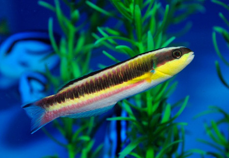 Thalassoma Lucasanum (Femmina) M