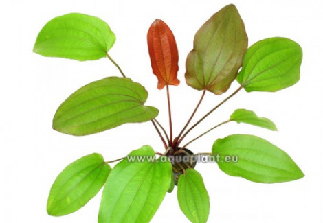 Echinodorus Regine Hildebrandt