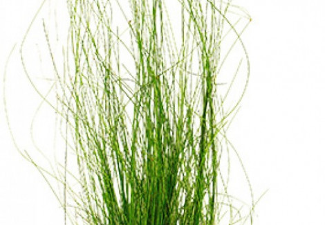 Eleocharis Vivipara