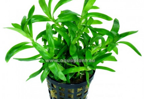 Heteranthera Zosterifolia