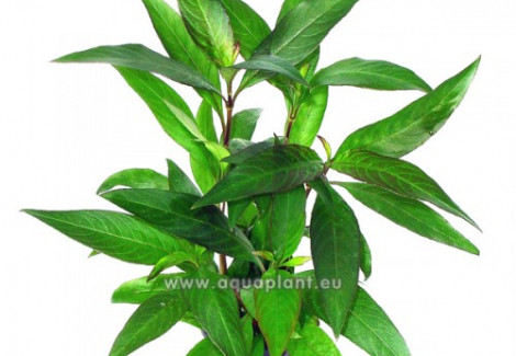 Hygrophila Siamensis