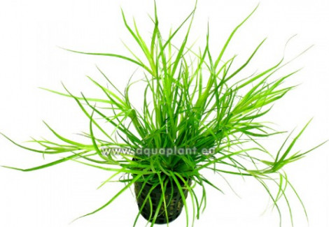 Juncus Repens