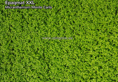 Micranthemum Monte Carlo Xxl 40X60Cm