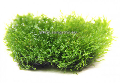 Riccardia Chamedryfolia Coral Moss