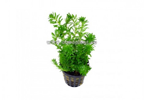 Rotala Boshi - Nanjenshan