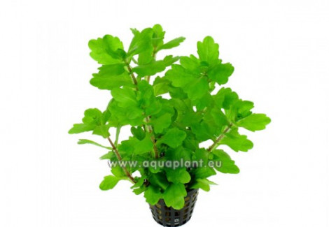Shinnersia Green