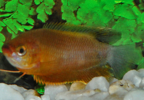 Trichogaster Labiosa Orange L