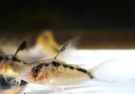 Corydoras (Hoplisoma) Granti S/M