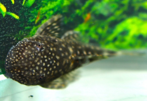 Ancistrus Multispinis M