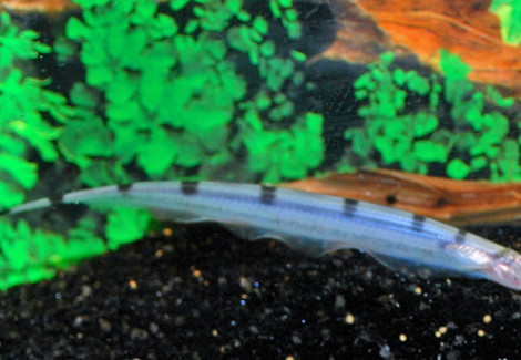 Gymnorrhampichthys Rondoni M