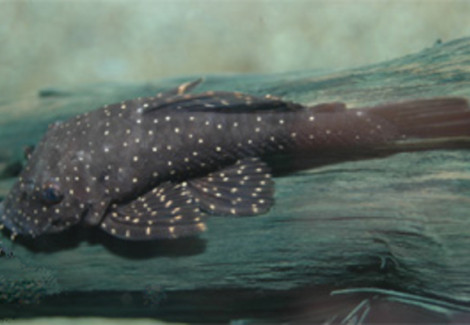 L059 Ancistrus Hoplogenys  M
