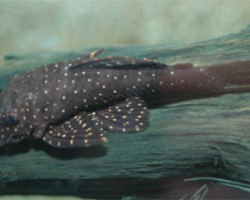 L059 Ancistrus Hoplogenys  L