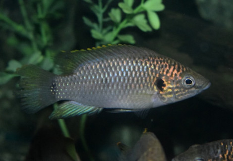 Rubricatochromis Sp. Guinea Ii S