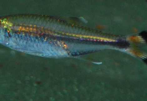 Hemigrammus Marginatus M