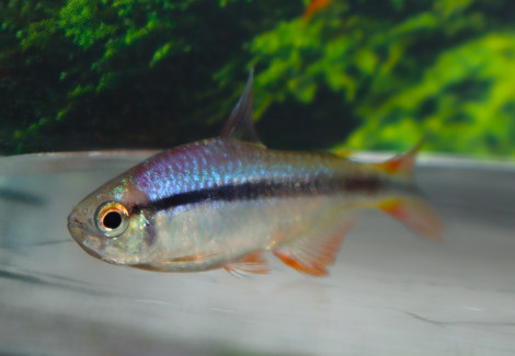 Hyphessobrycon Cyanotaenia M