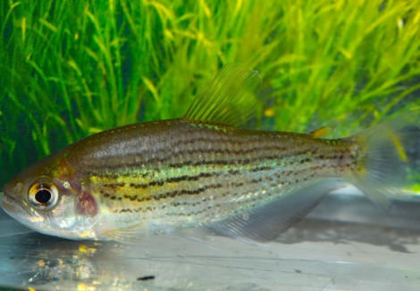 Hollandichthys Multifasciatus L