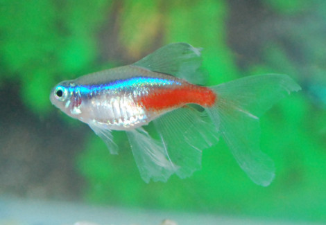 Paracheirodon Innesi Long Fin M