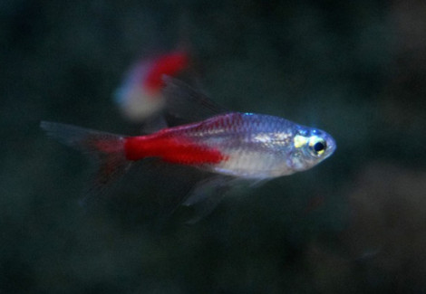 Paracheirodon Innesi Diamant Longfin L