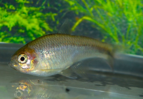 Lophiobrycon Weitzmani M