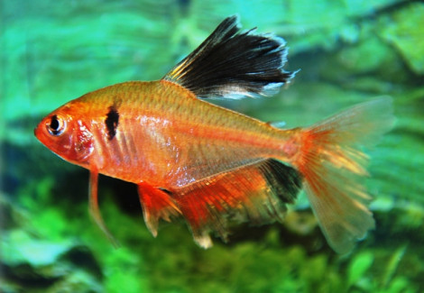 Hyphessobrycon Serpae Longfin M/L