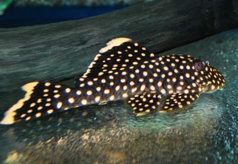 Baryancistrus Sp. L177 L