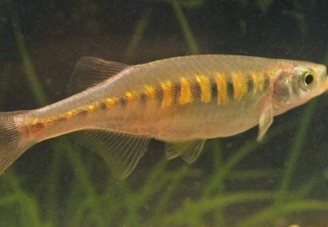 Devario Auropurpureus M