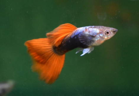 Guppy Silver Tuxedo Red Maschio M