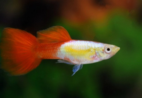 Guppy Platinum Red M