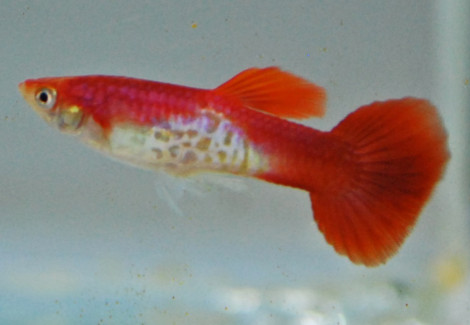Guppy Snakeskin Flamingo Red Maschio M
