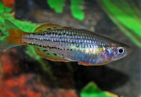 Melanotaenia Maccullochi M