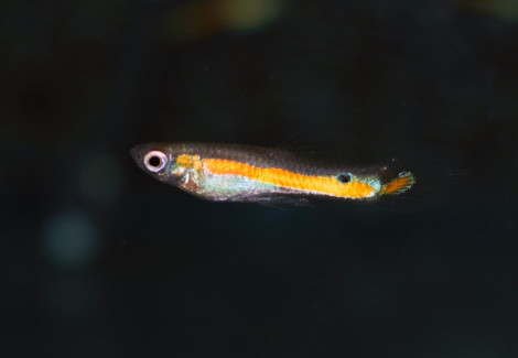 Micropoecilia Rio Morichal    M