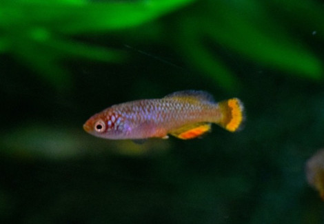 Nothobranchius Hassoni M