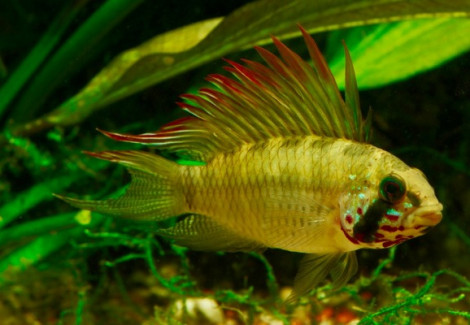 Apistogramma Piaroa M/L