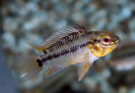 Apistogramma Hoignei M/L