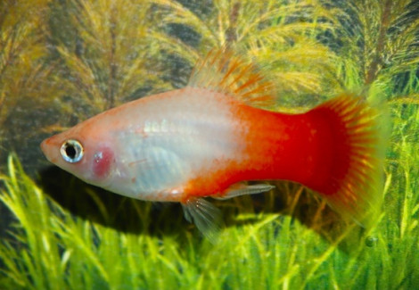 Platy Peppermint M