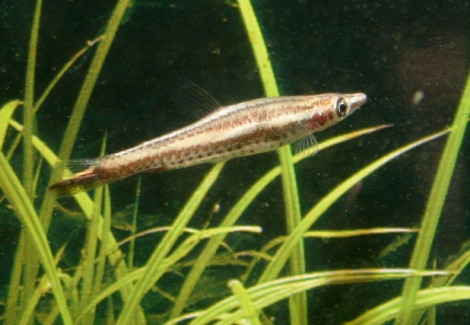 Nannostomus Eques L