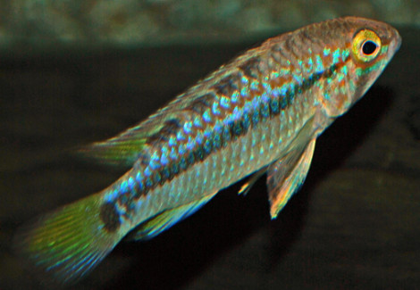 Apistogramma Ortegai Nanay L
