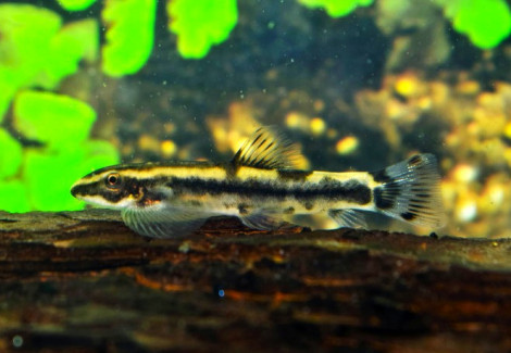 Yaoshania Pachychilus "Type 2 " S
