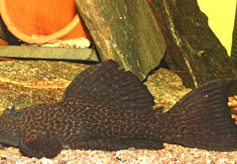 L185 Pseudacanthicus Sp. L