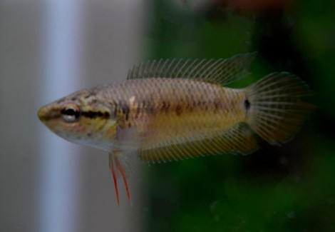 Pseudosphromenus Cupanus M