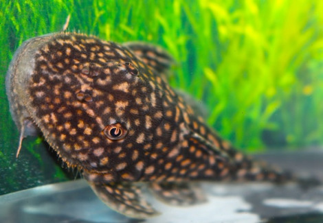 Pseudancistrus Genisetiger L