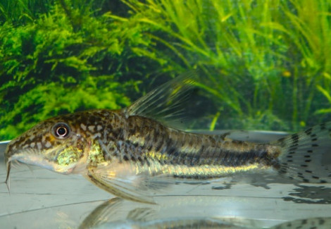 Scleromystax Kronei L